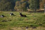 My first red deer pic
