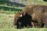 european bison
