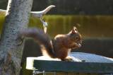 Red Squirrel