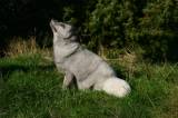 Arctic fox
