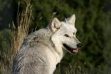 Wolf pic