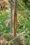 Deer bark stripping the trees
