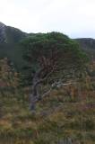 A Scots Pine