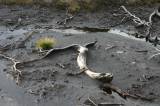 Deadwood in a peat pool
