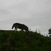 IMG_8866